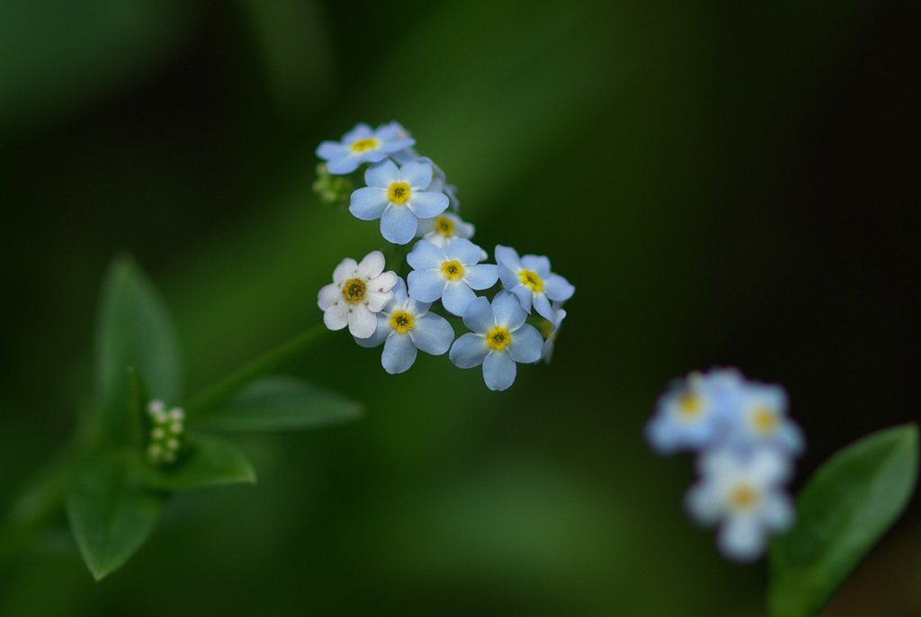 forget me not