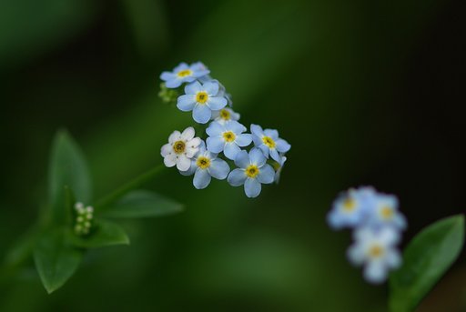 forget me not