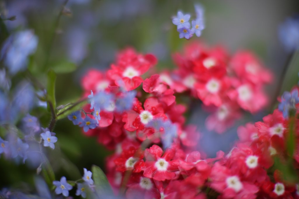 花手毬