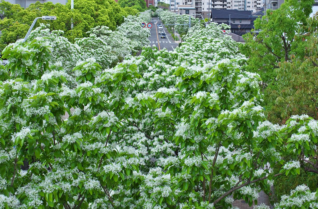 市街地は雪模様