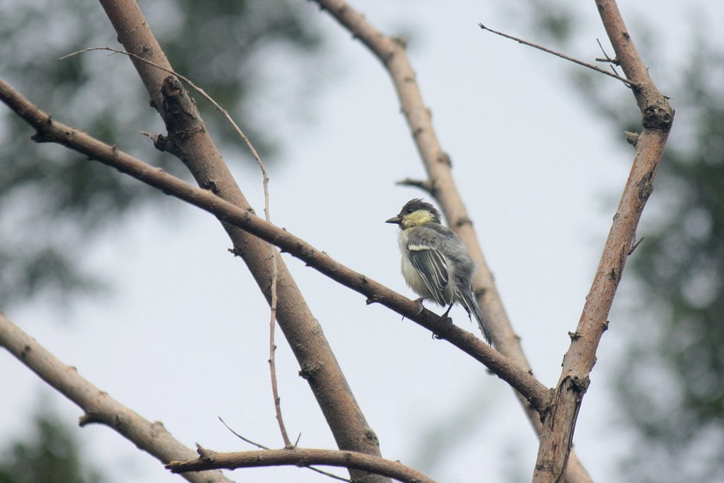 今朝の野鳥