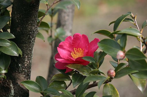 サザンカ（寒椿）