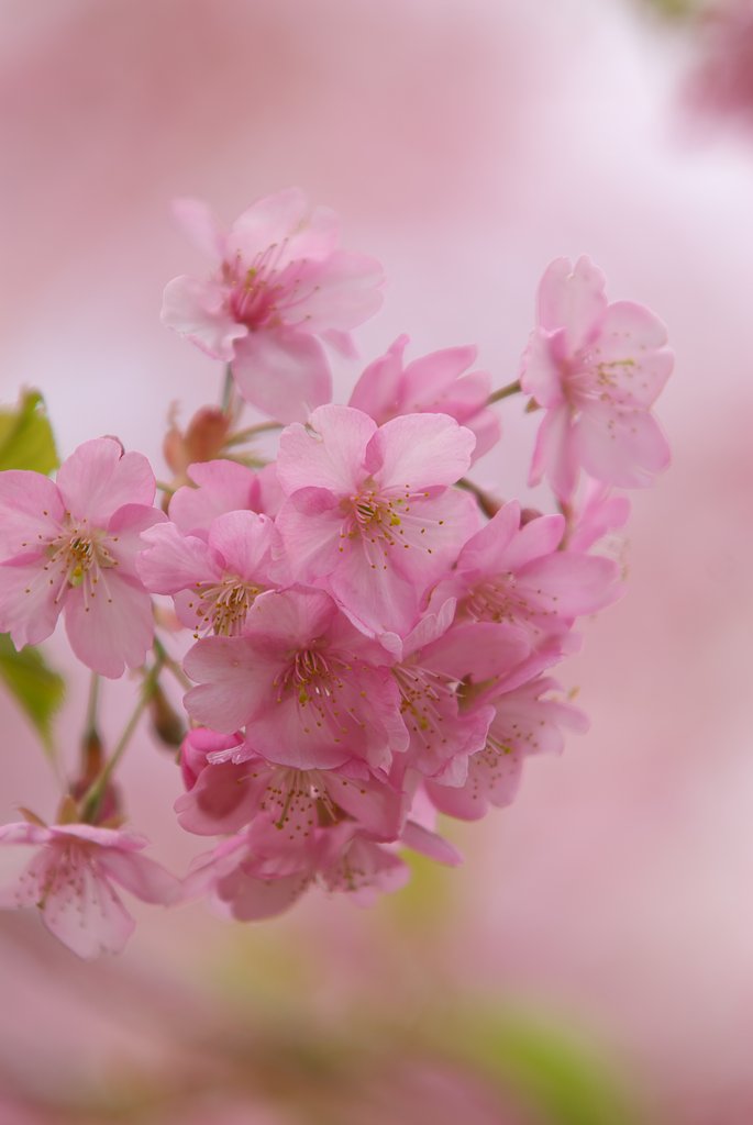 河津桜