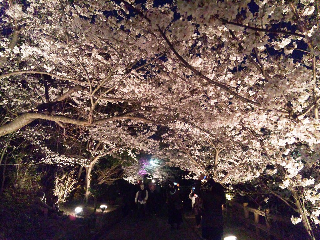 敦盛桜