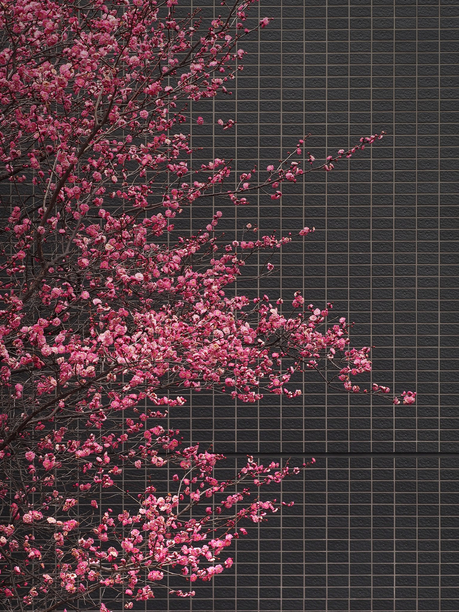 梅ッシュ