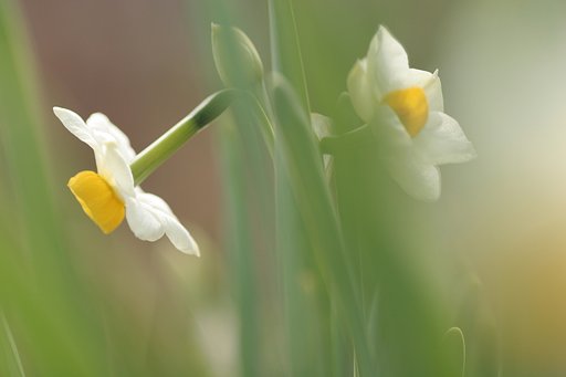 花壇の水仙