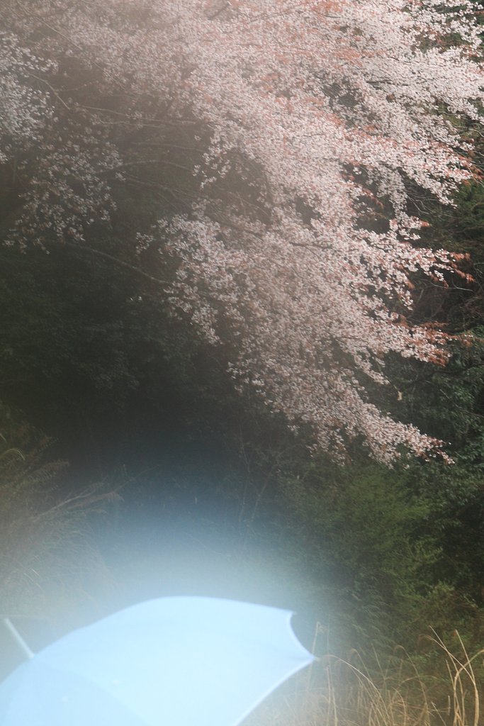 夢中花