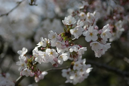 桜は難しい・・・