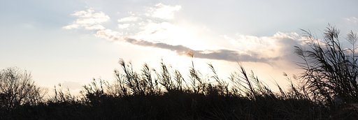 葦原の夕べ