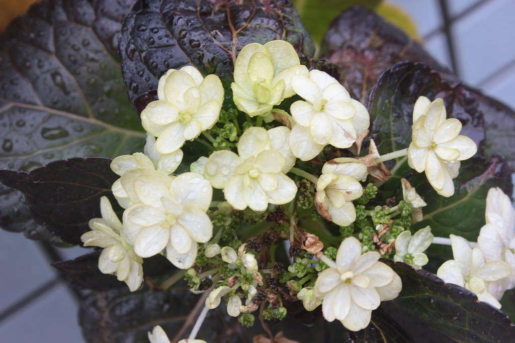 雨の冬紫陽花