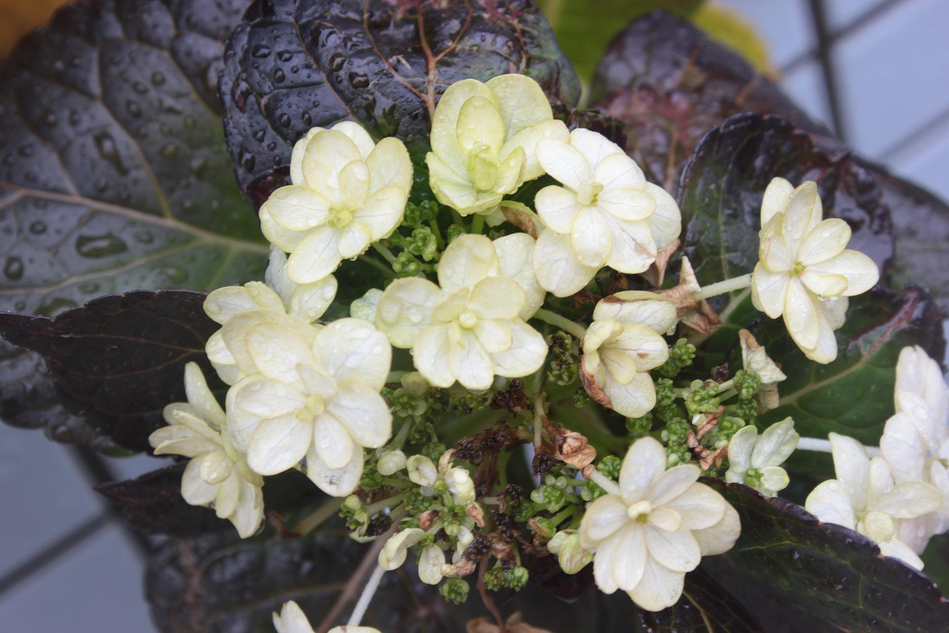 雨の冬紫陽花