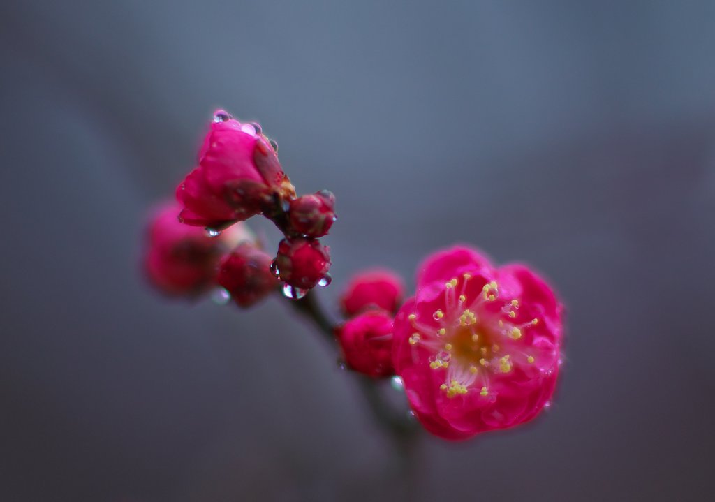 雨紅梅