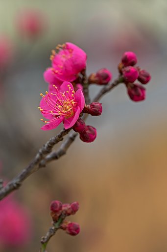 Ef100mm F2.8 L Macro