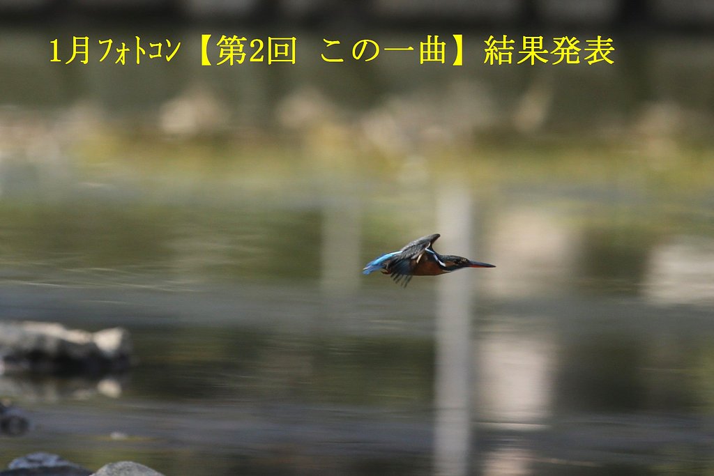 1月フォトコン 結果発表