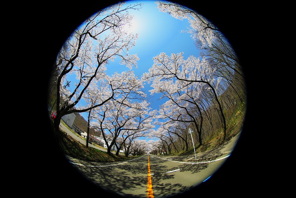 桜トンネル