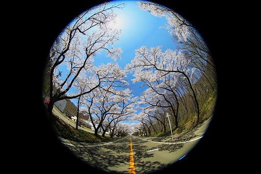 桜トンネル