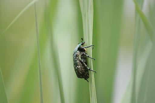緑は夏間近