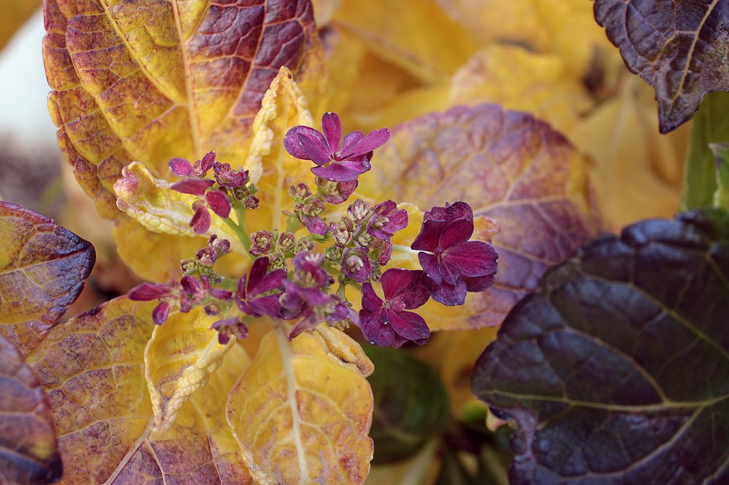 冬の赤紫陽花