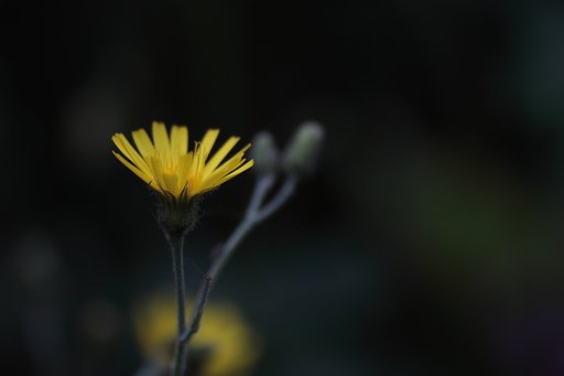 キク科の植物？