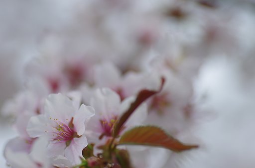 北国の桜