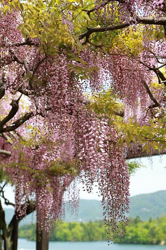 藤の名所～呉市水道局三永（みなが）水源地