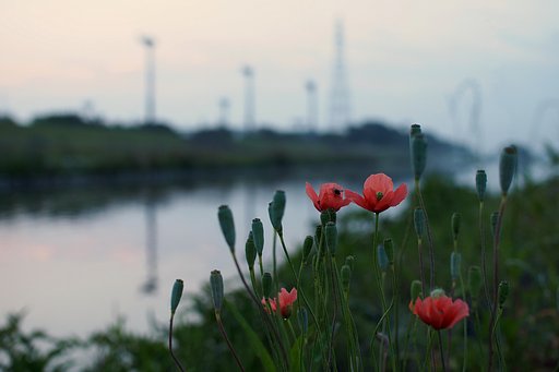 ナガミヒナゲシの咲く夜明け