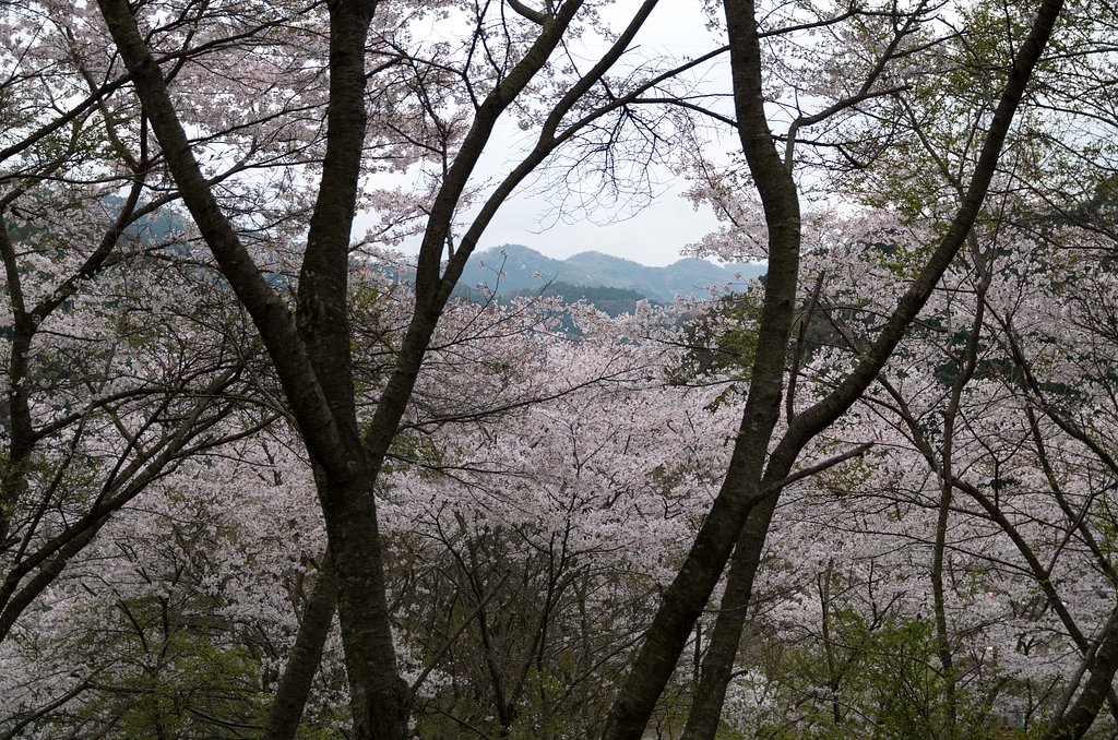 桜林