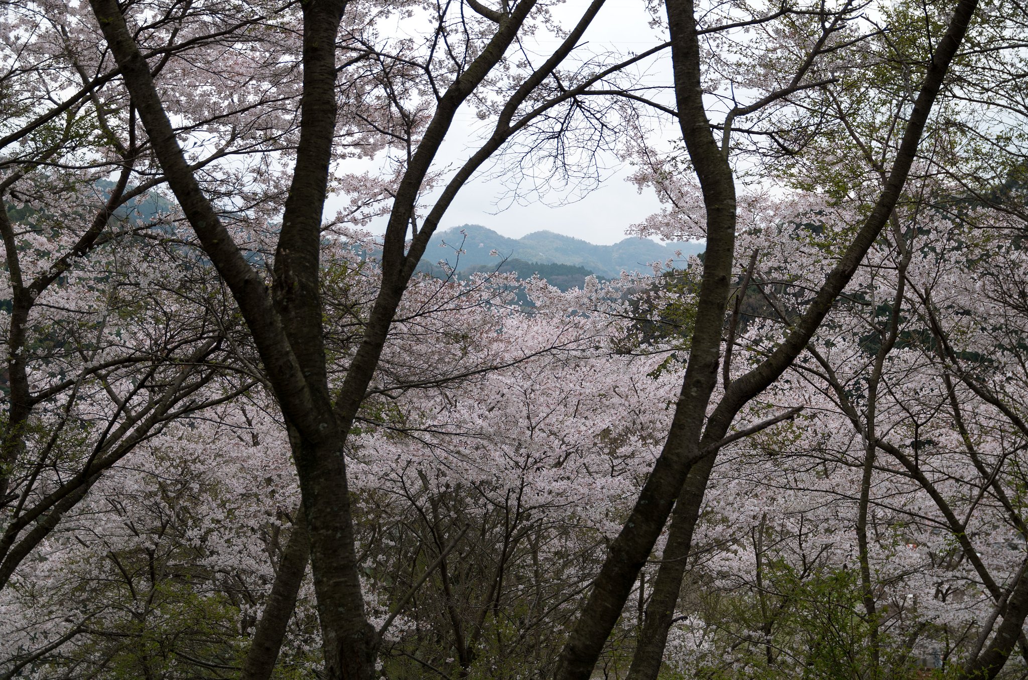 桜林