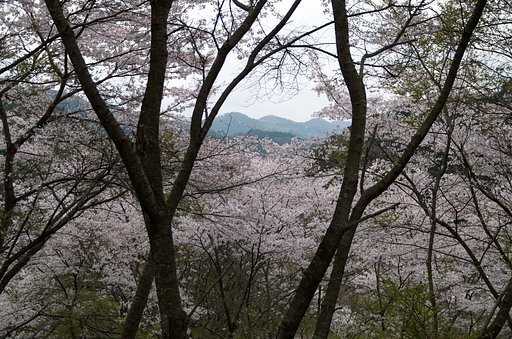 桜林