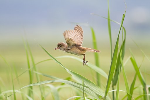 オオヨシキリ