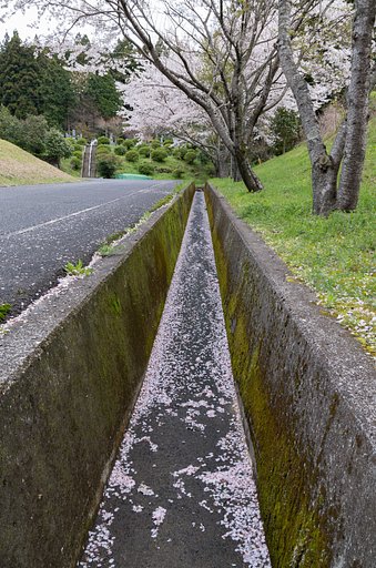 花びら