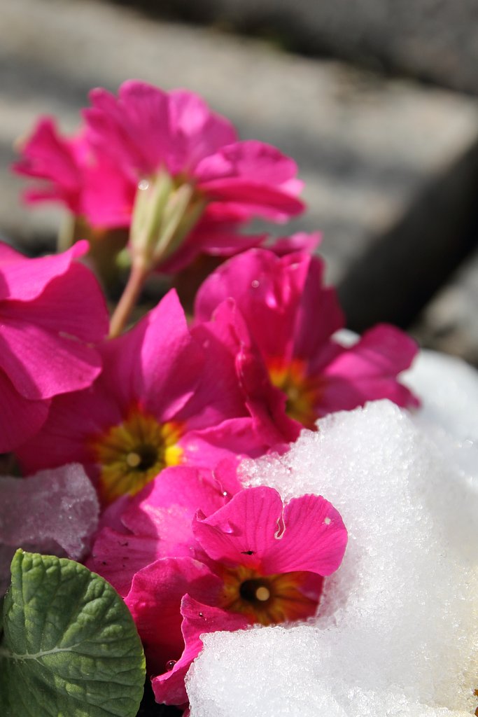 雪割り花