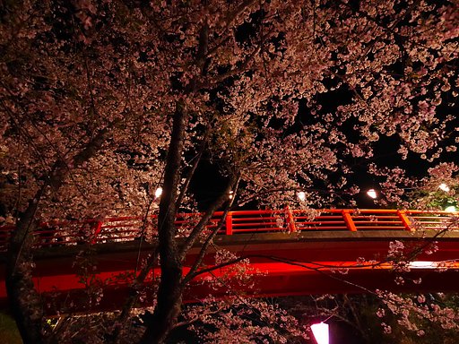 夜桜