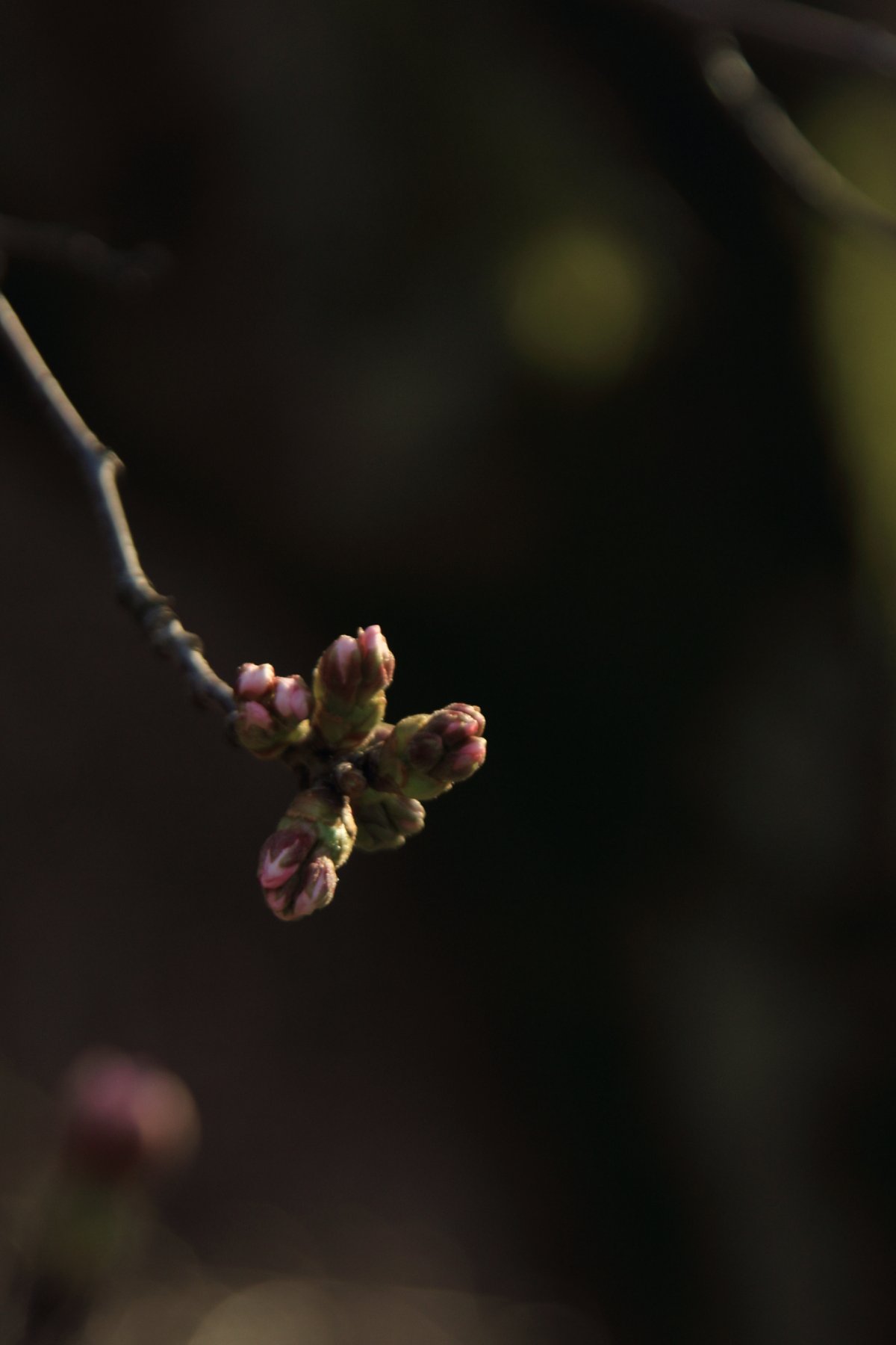 【はるの予感】明日は咲く花