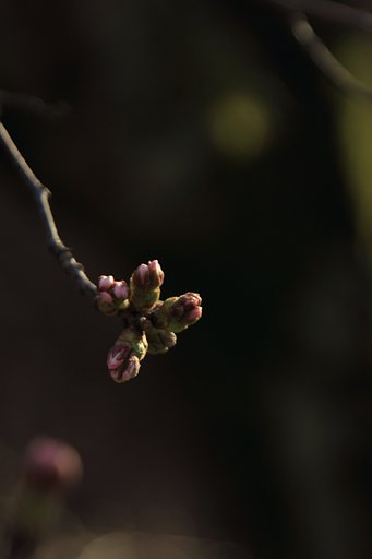 【はるの予感】明日は咲く花