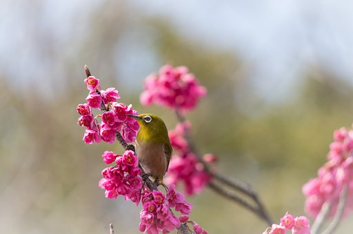 寒緋桜