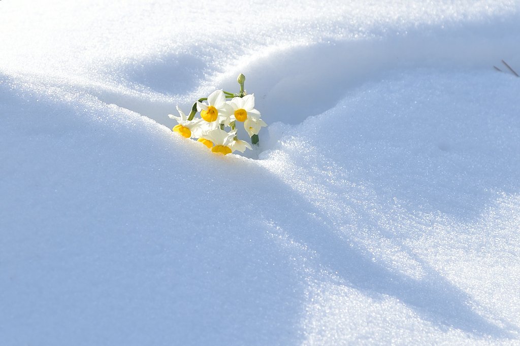 雪中水仙