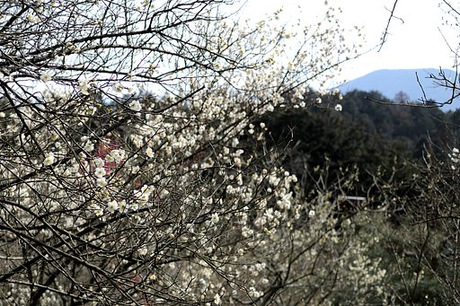 白梅