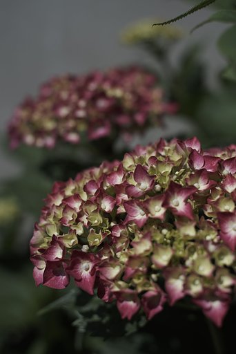 Planar 1:2 f=50mm
