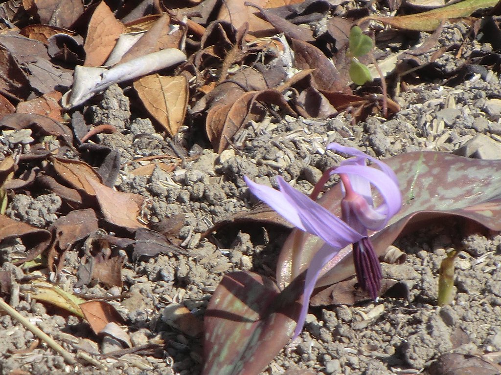 カタクリの花