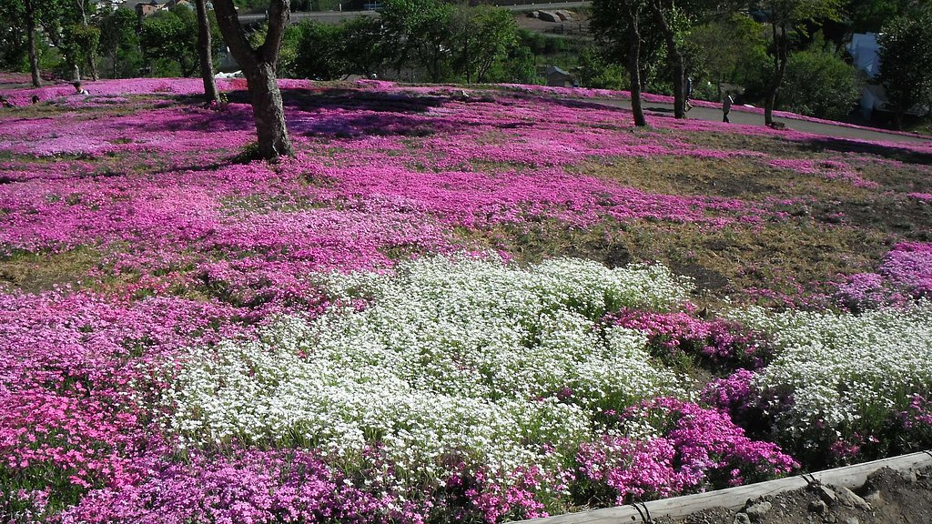 芝桜2