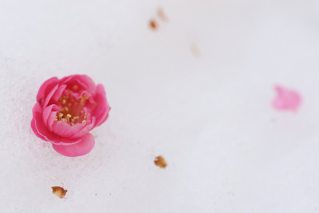 雪上花