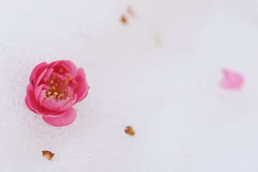 雪上花