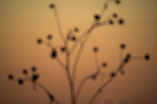 【抽★象】枯れ草