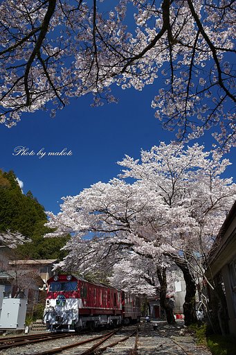 春爛漫の両国駅