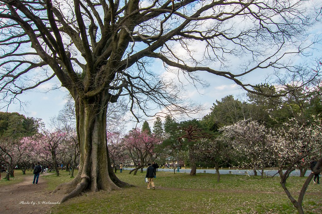 京都御苑