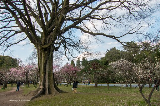 京都御苑