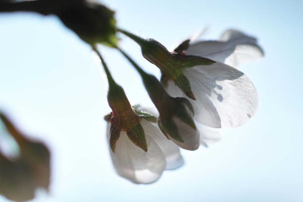 開花