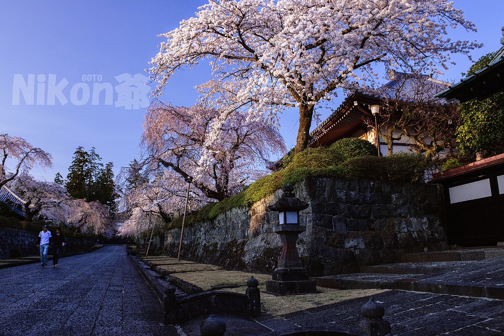 夕桜
