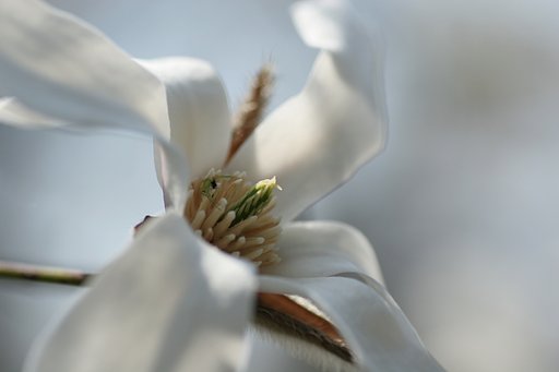 辛夷